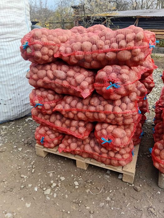 Vand cartof consum Bellaroza