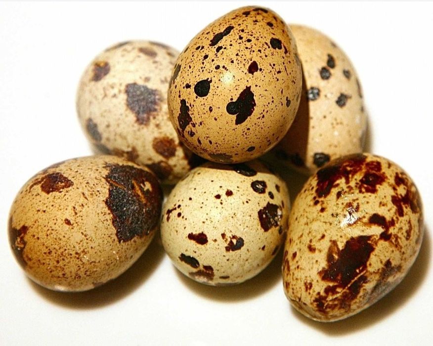 Bedana tuhum domashniy