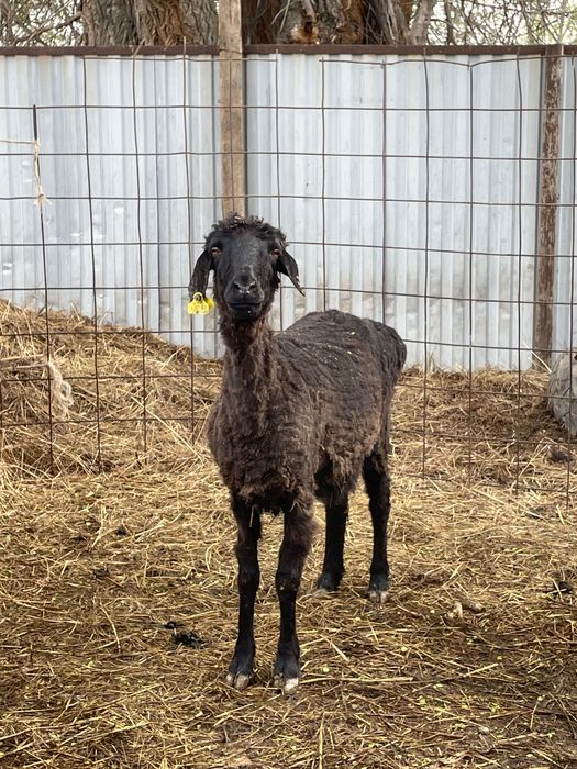 Қойлар сатыладыы