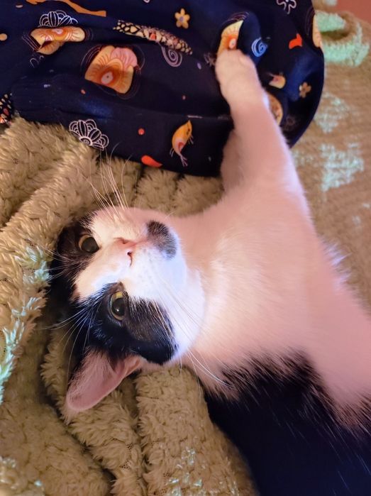 Кошка в добрые руки