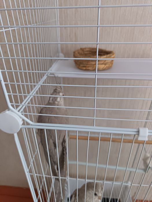 Папугай карелла 1самка 2 самца