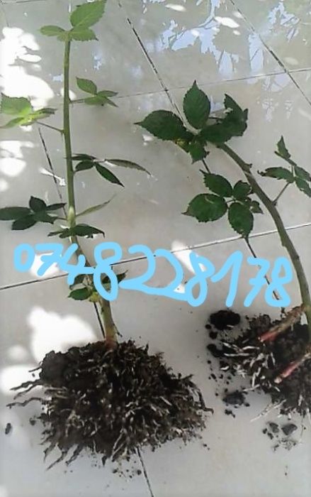 Stoloni capsuni regina fragi mur zmeur agris smochin tayberry albizia