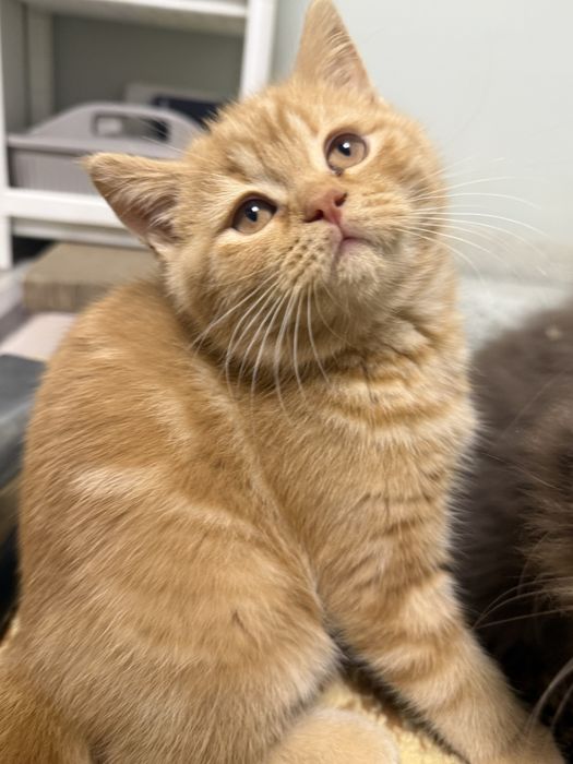 Motănel de vanzare!