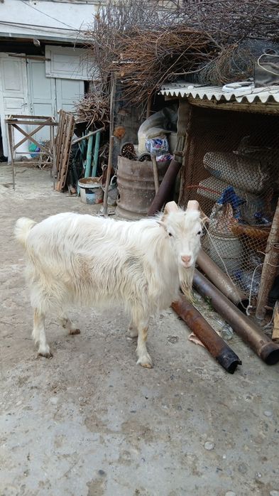 соғлом така сотилади!