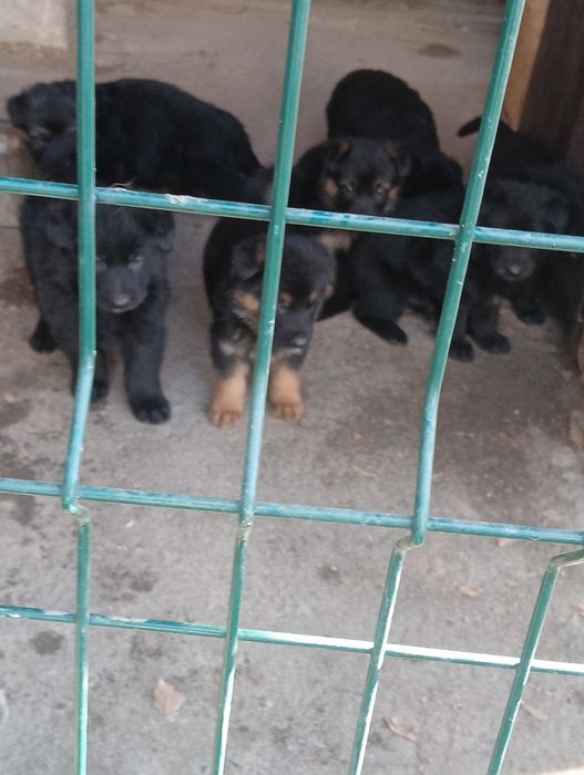 Продаются щенки немецкой овчарки