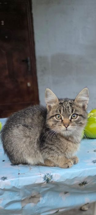 Отдам в надёжные руки котяток
