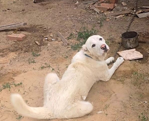 Продам щенка (алабай)