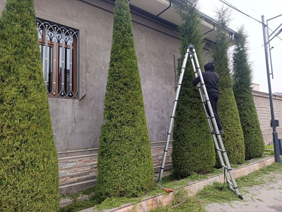 Archa kesish xizmati va gazon ekish