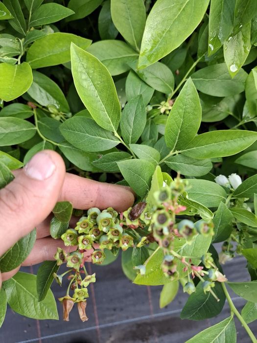 Американска боровинка в саксия 30 50см