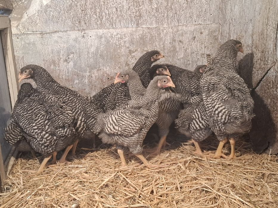 Цыплята/ плимутрок