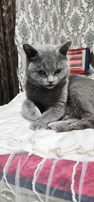 Skotish strayt erkak