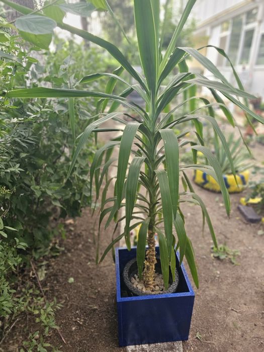 Vand planta Yucca!!!