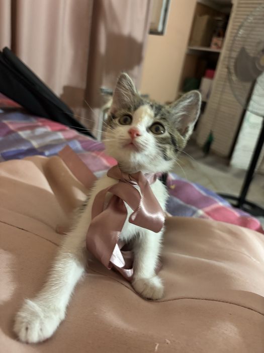 Котенок в добрые руки