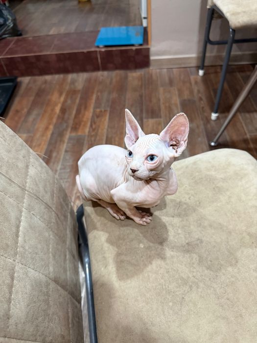 Девочка сфинкс от премиальных родителей