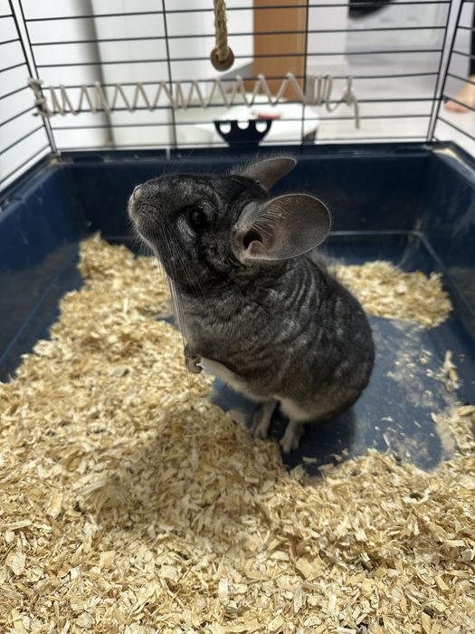 Vand Chinchilla + Cusca echipata