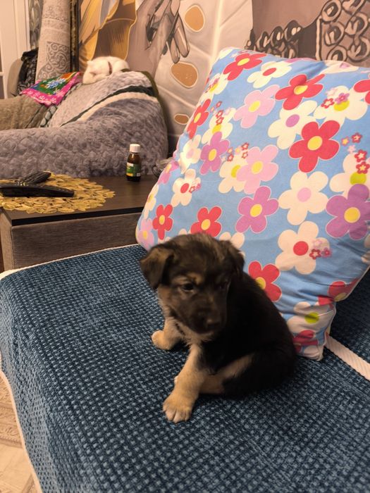 Отдам щенка в хорошие руки.