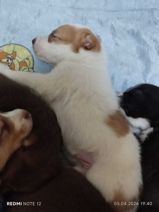 продам очаровательных малышей