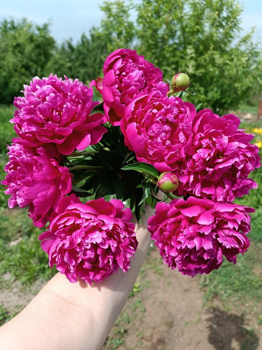 Продам саженцы многолетников