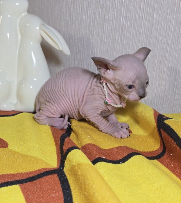 Шикарная кошечка голубоглазка