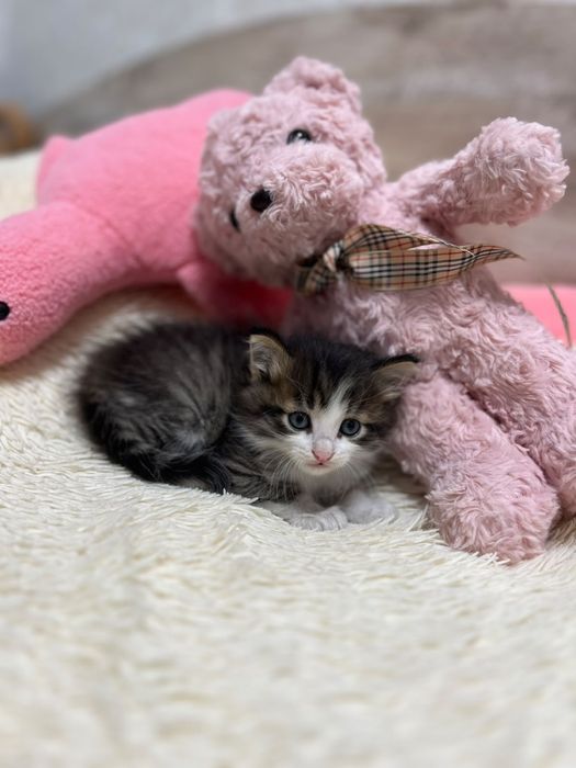 Котенок, мальчик