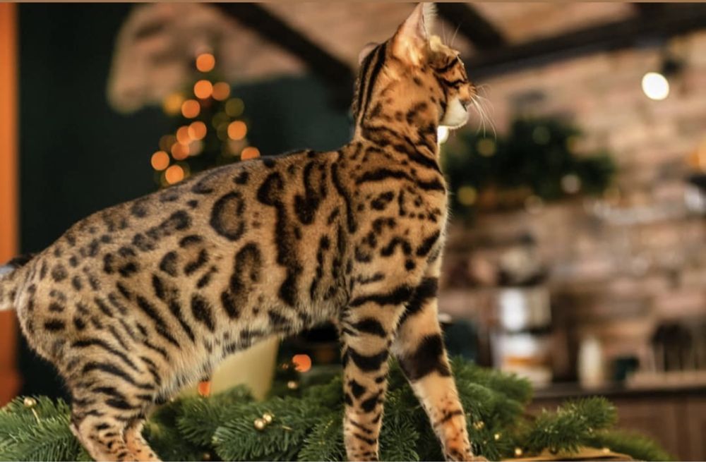 Бенгальские котята с документами.