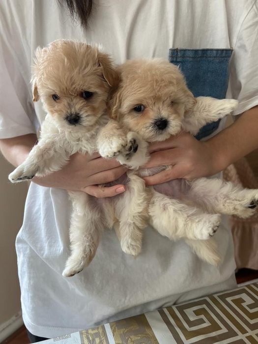 Малыши Мальтипу Ф1