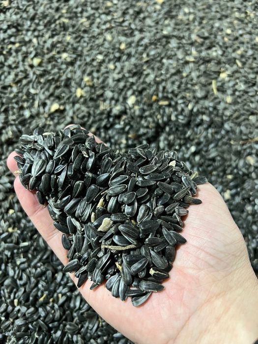 Подсолнечник масличный