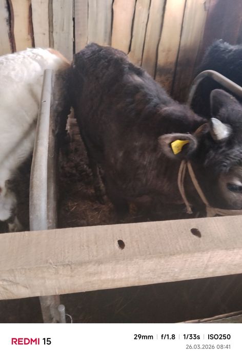 Продам бычков и телочку