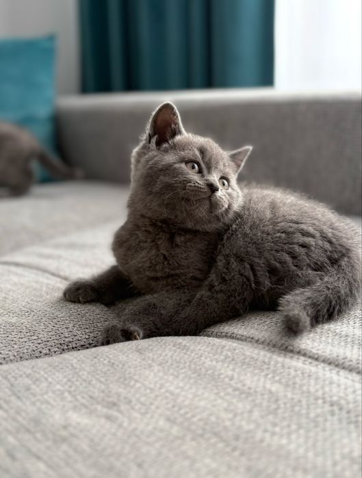 Baiețel British Shorthair