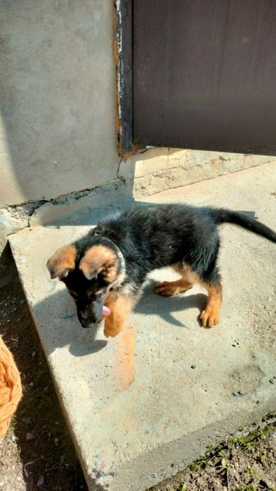 Щенок немецкой овчарки