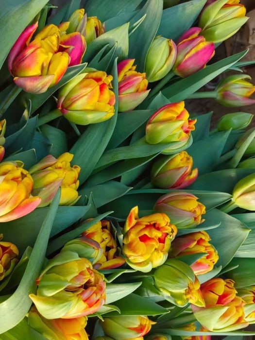 Тюльпаны только оптом