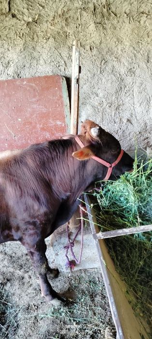 Buqacha sotiladi