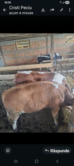 Vând viței de boxă