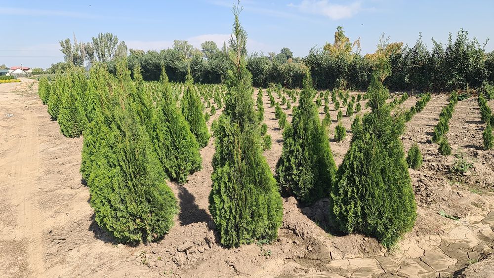 Туя смаракта любых размеров