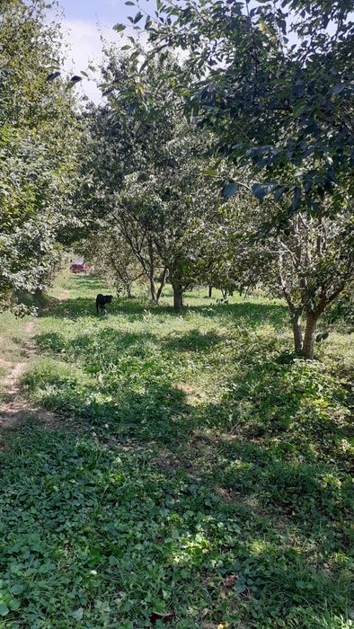 Cabana  casa  teren intravilan 2800 mp     Poiana Sărată