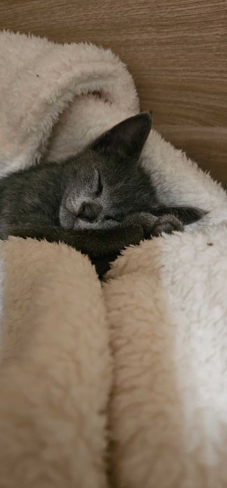 Котенок в добрые руки