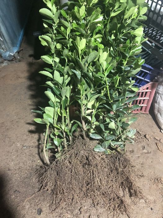 Шамшод кучатлари