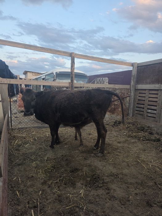 Сиыр бұзауымен сатылады