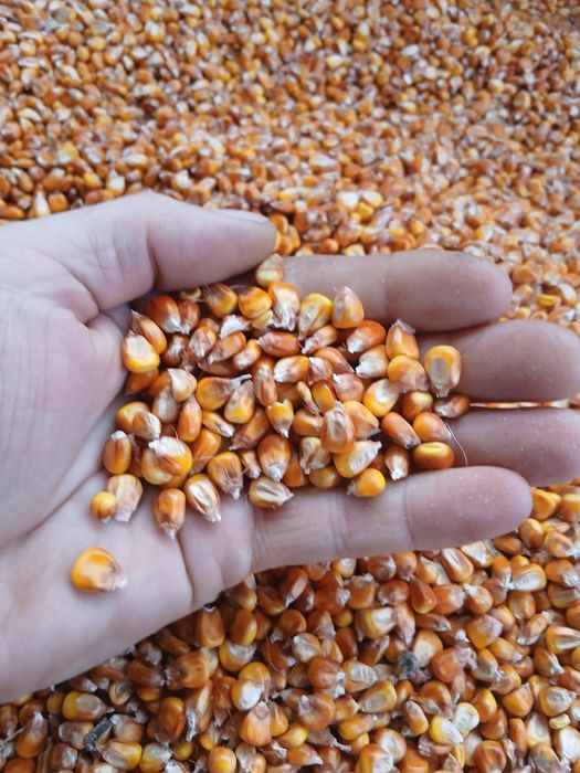 Vând porumb boabe
