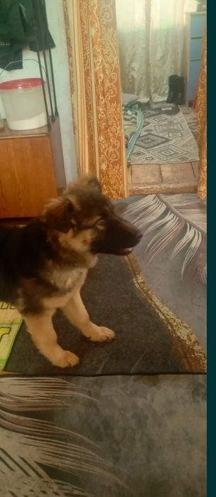Продам немецкую овчарку