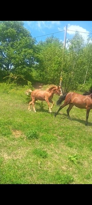 Mânz 1 An- iapa 11 ani-manză 1 lună