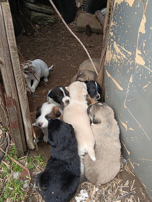 Подарявам 10 сладки кученца – търсят любящ дом

Описание:
Подарявам 10