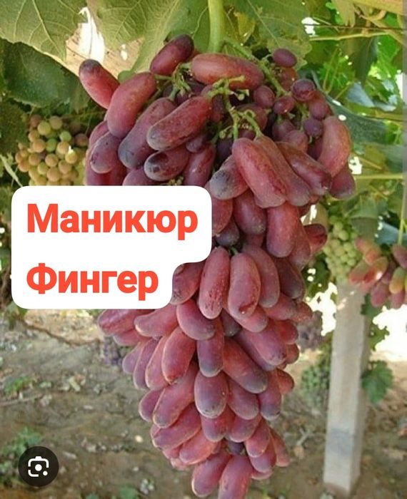Продам саженец виноград