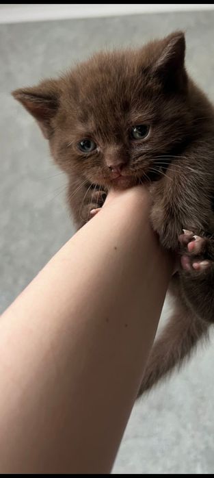 Британские котята