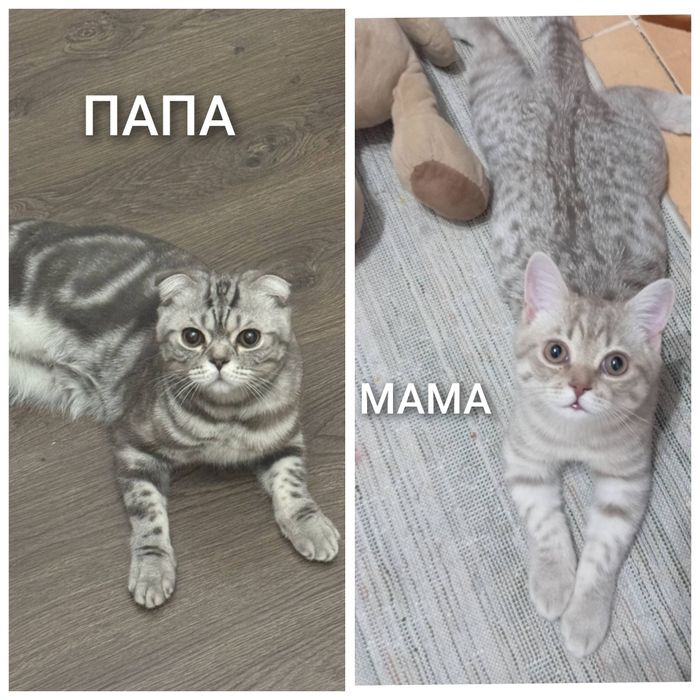 Продам британских котят.