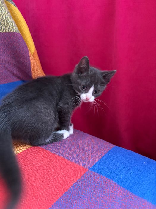 на добрые руки котенек девочка
