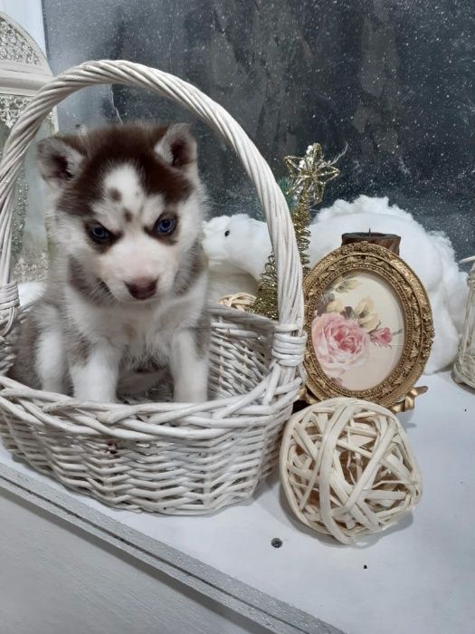 Шоколадная принцесса