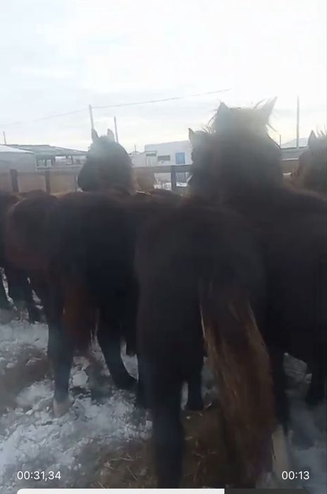 Жабағылар сатылады