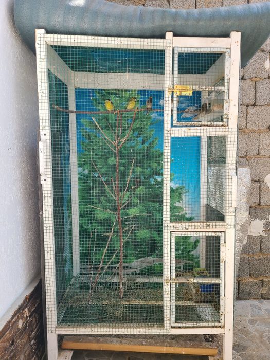 Kokil, Karalyok, Chijik va Repper