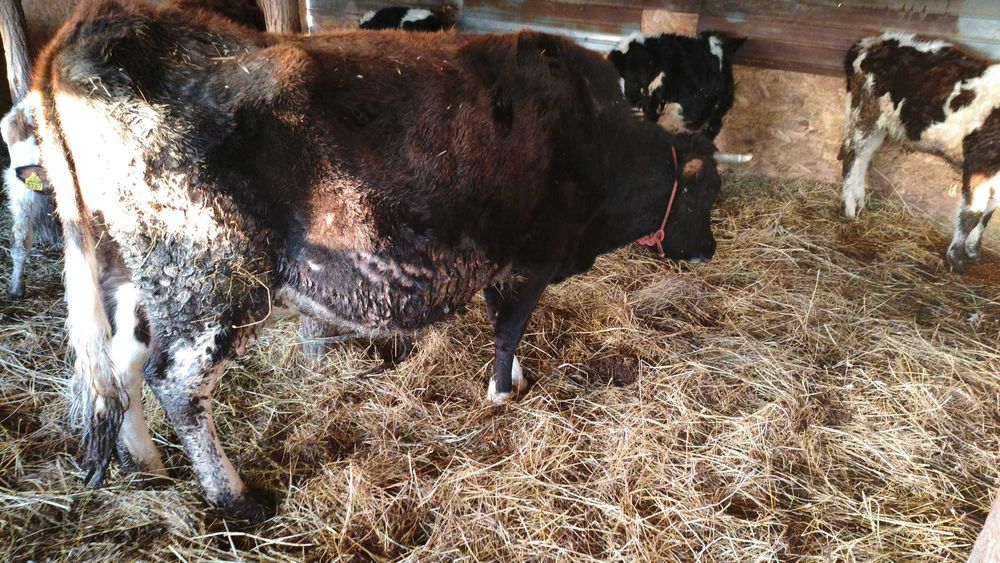 Vând vacă gestantă